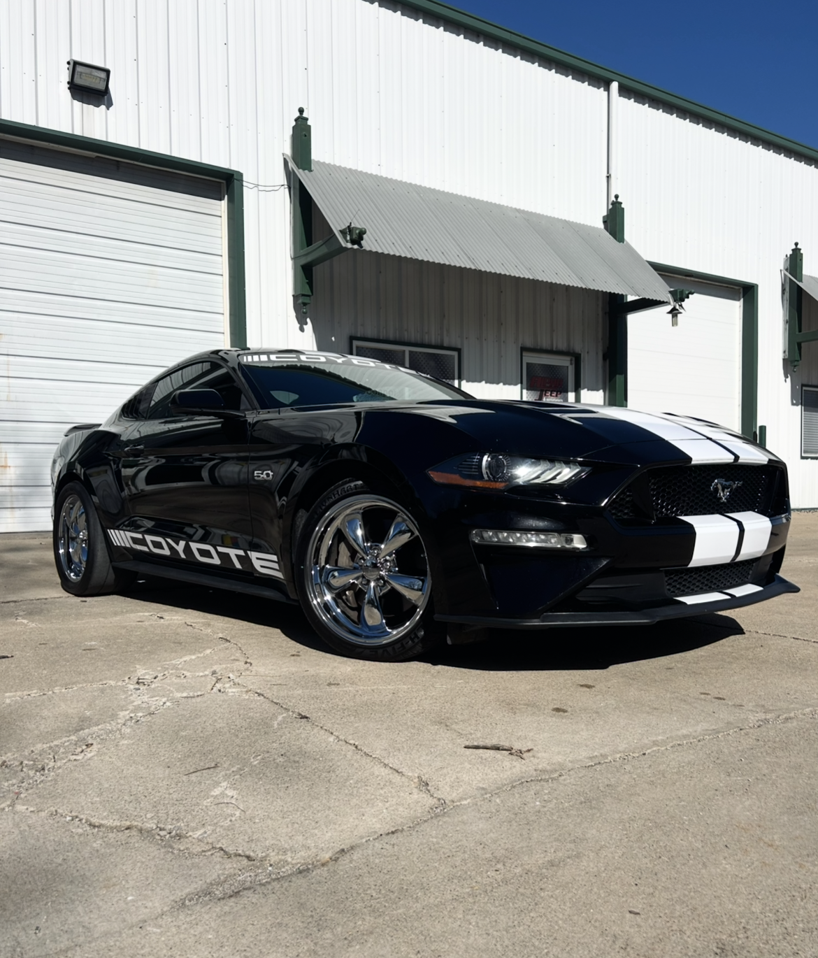 Coyote Mustang